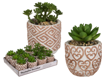 Decoration succulents in ceramic pot